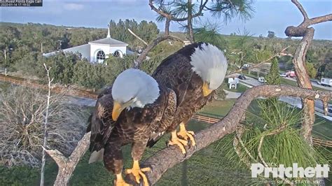 southwest florida eagle cam live